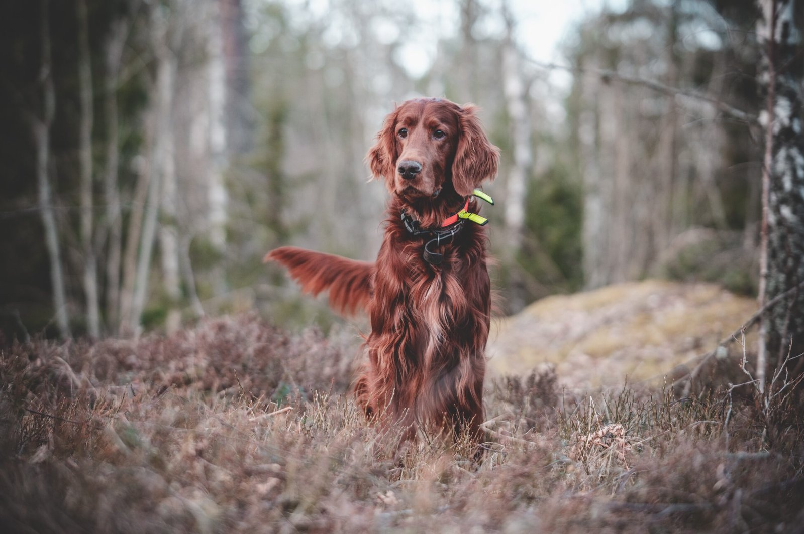 Adiestramiento canino en Hostalric para mejorar la educación y obediencia del perro