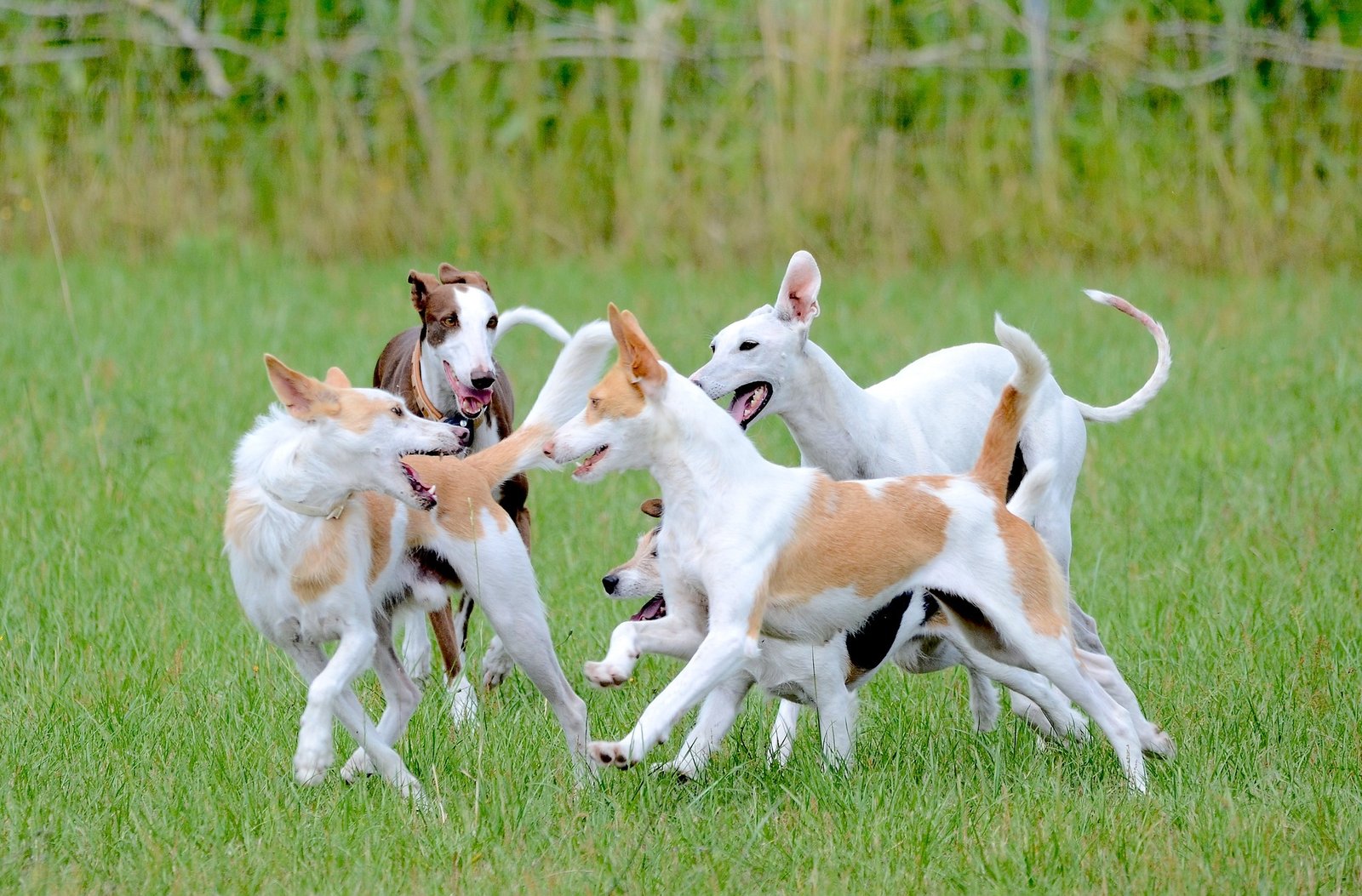 Residencia canina de día en Hostalric para el cuidado y bienestar de perros